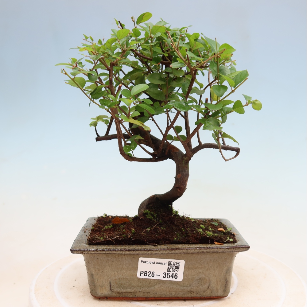 Szobai bonsai - Sageretia thea - Sageretia thea