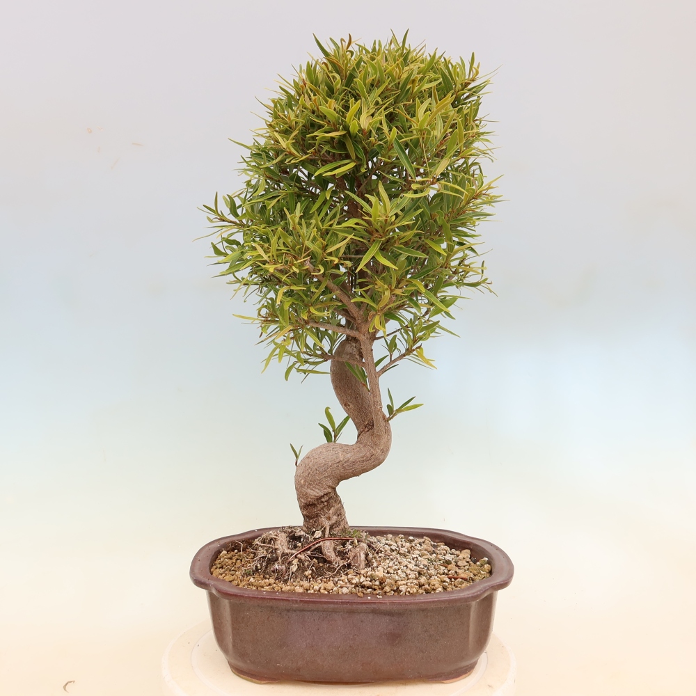 Szobai bonsai - Ficus nerifolia - kislevelű fikusz