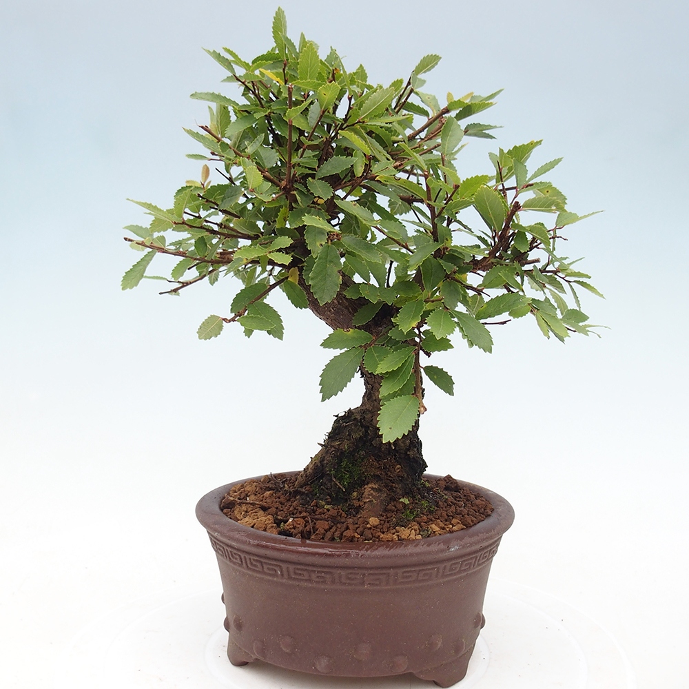 Kültéri bonsai - Zelkova - Zelkova NIRE