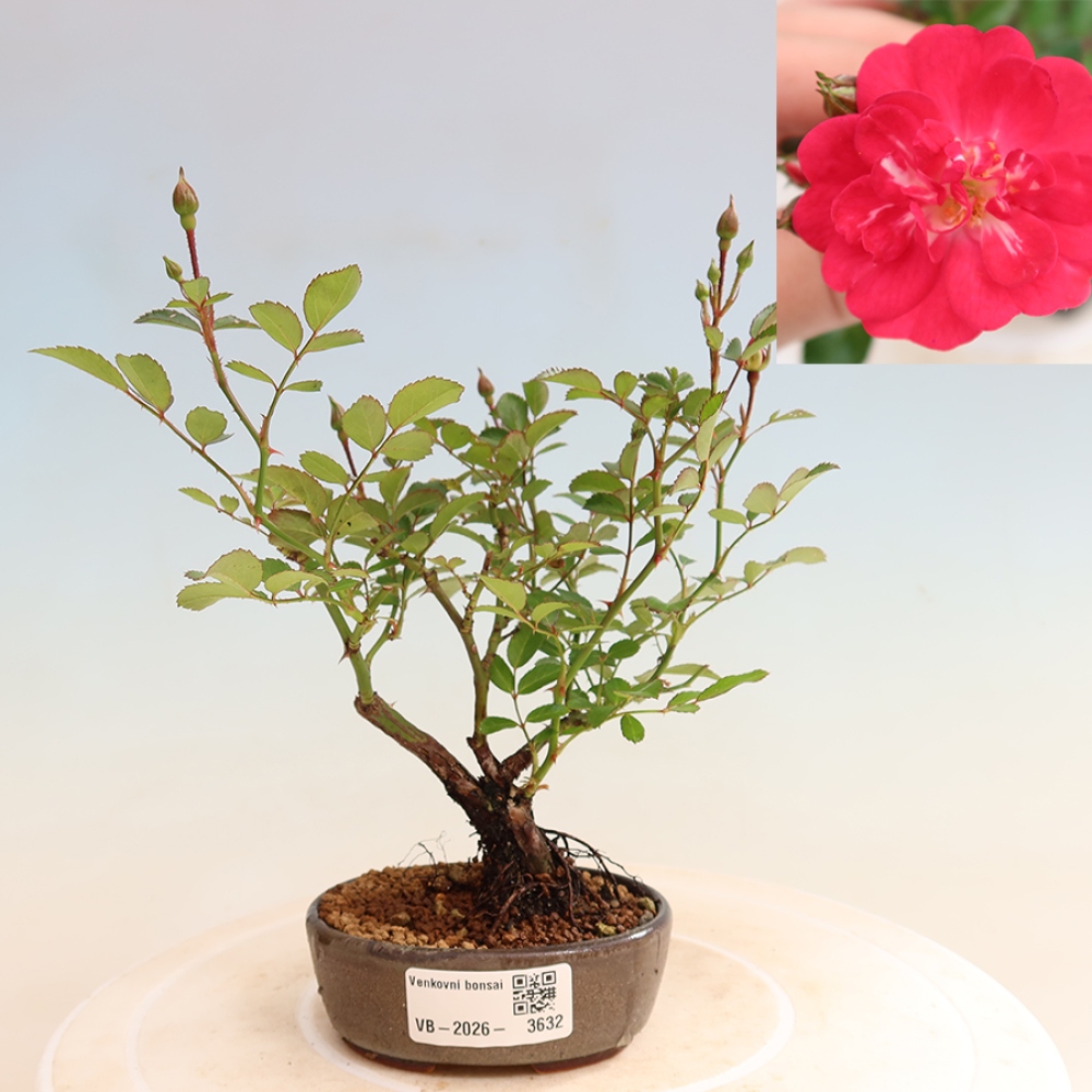 Kültéri bonsai - Rosa Kordes - rózsa