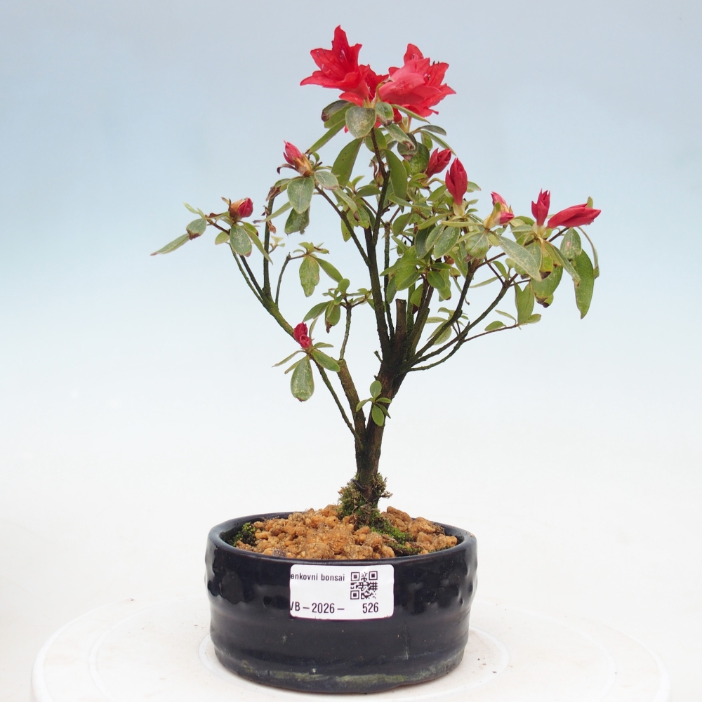 Kültéri bonsai - japán azálea - Azalea sp.