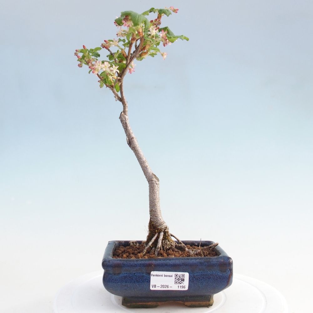 Kültéri bonsai - Ribes sanguneum