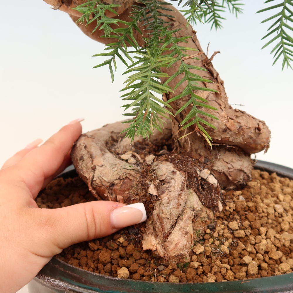 Szobai bonsai - Araucaria - szobai lucfenyő