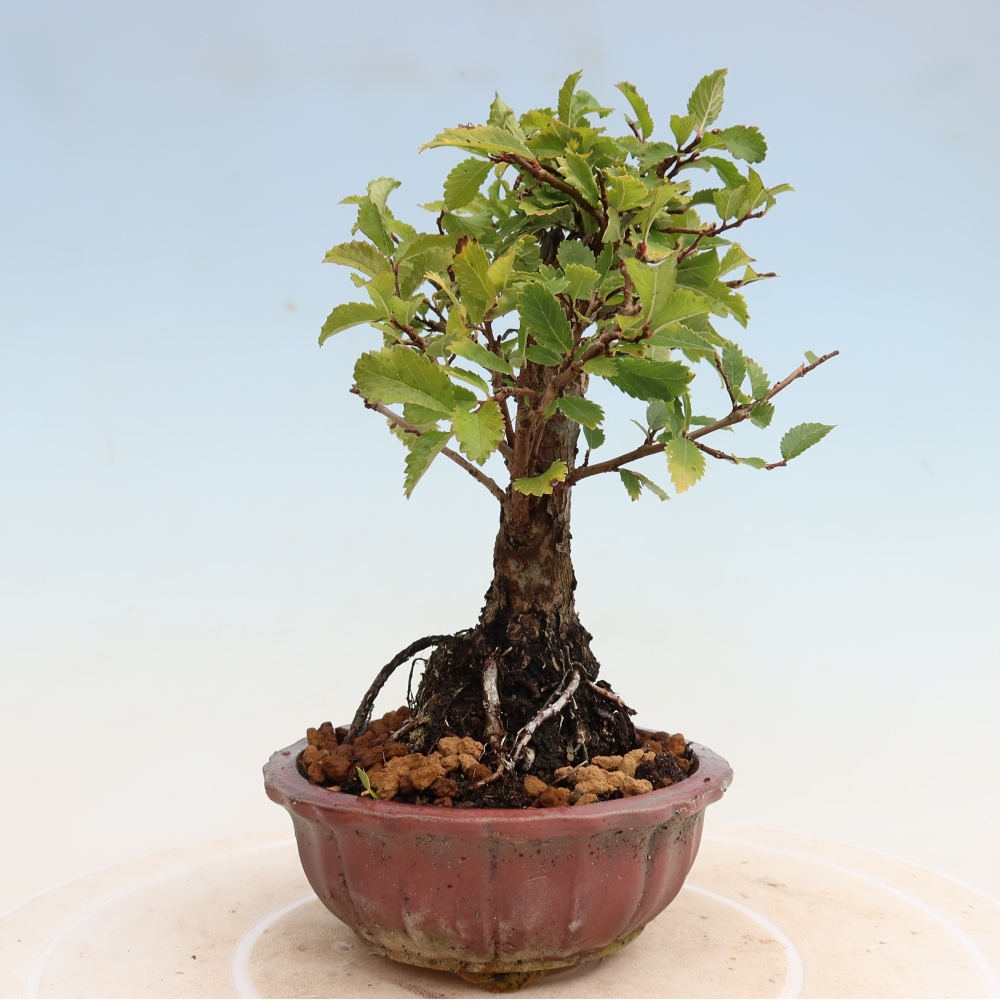 Kültéri bonsai - Zelkova - Zelkova NIRE