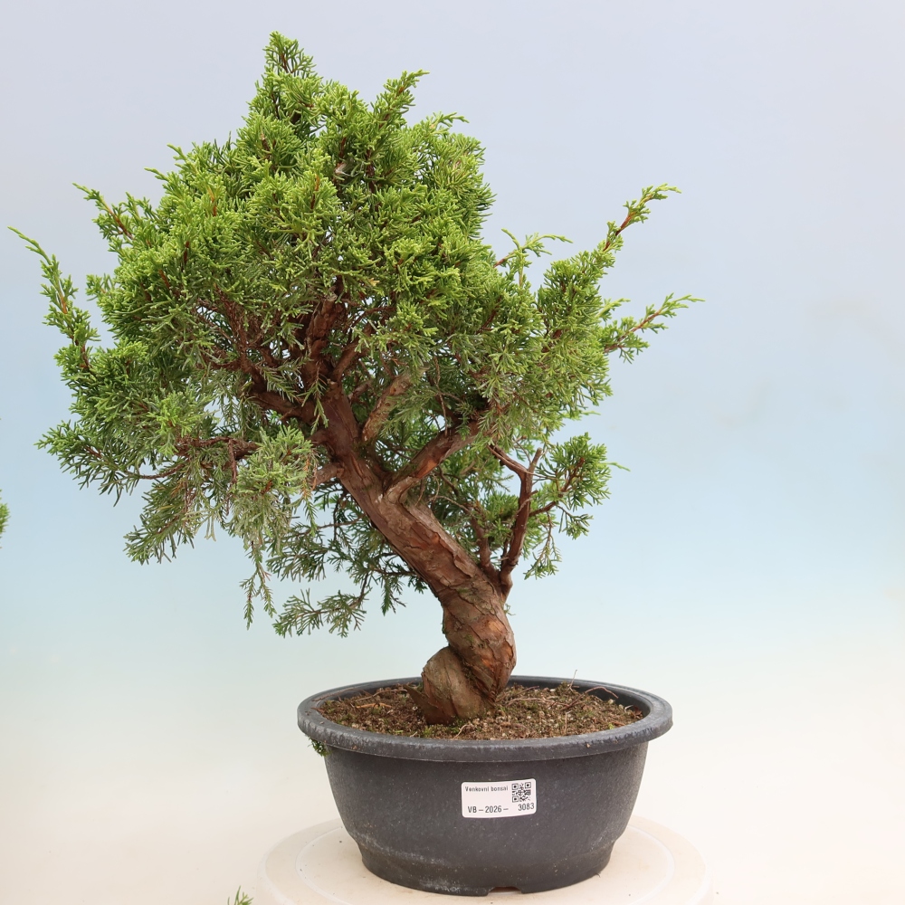 Kültéri bonsai - Juniperus chinensis Itoigawa-Juniperus chinensis
