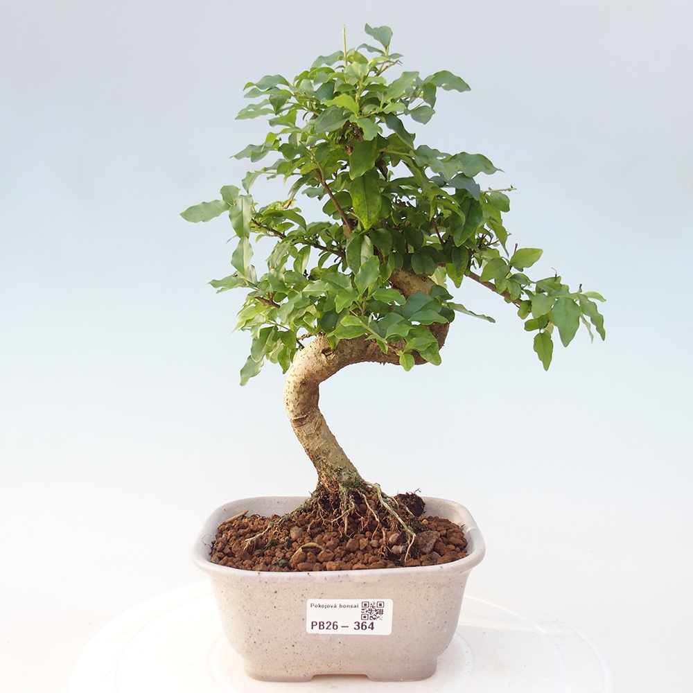 Szobai bonsai -Ligustrum chinensis - Madárcsőr