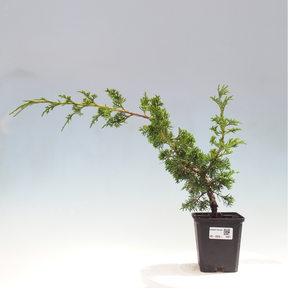 Kültéri bonsai - Juniperus chinensis Itoigawa