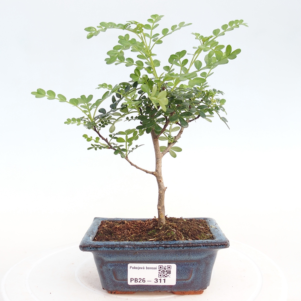 Szobai bonsai - Zantoxylum piperitum - borsfa
