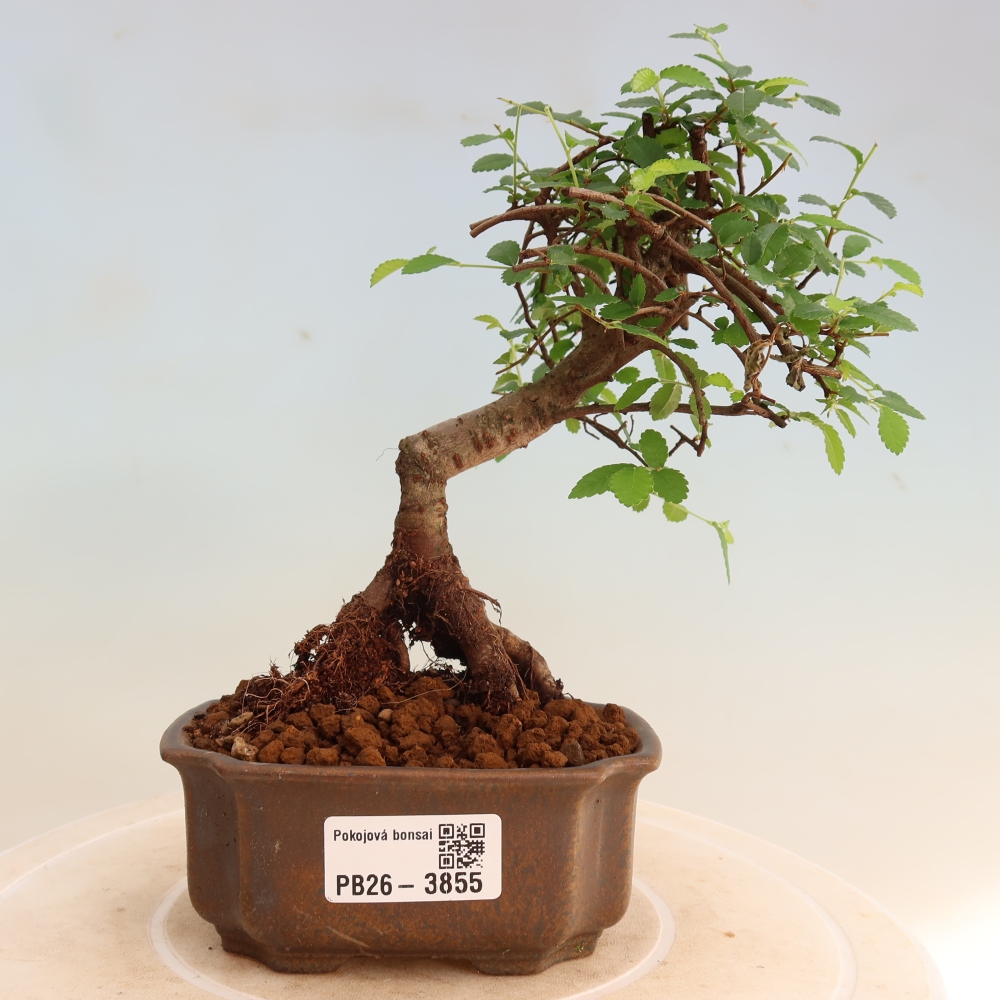 Szobai bonsai - Ulmus parvifolia - Kislevelű szilfa