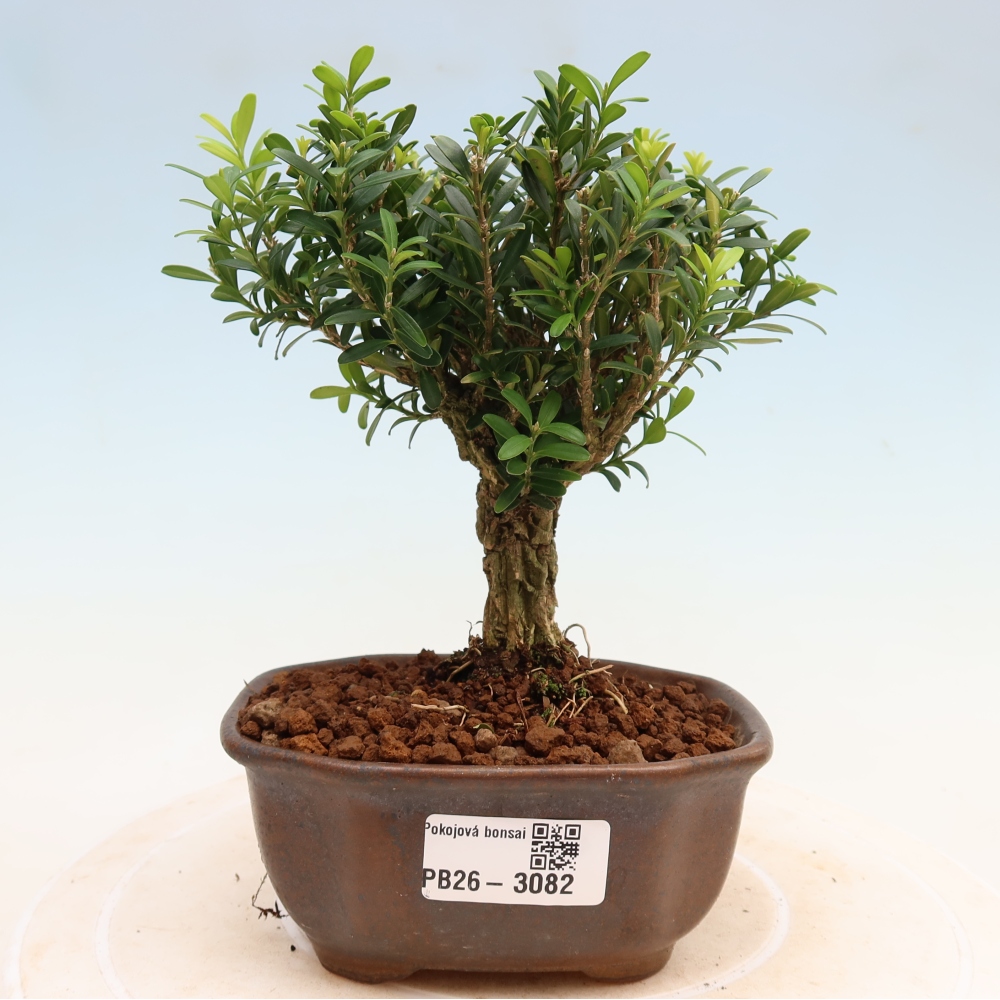 Szobai bonsai - Buxus harlandii - parafa buxus