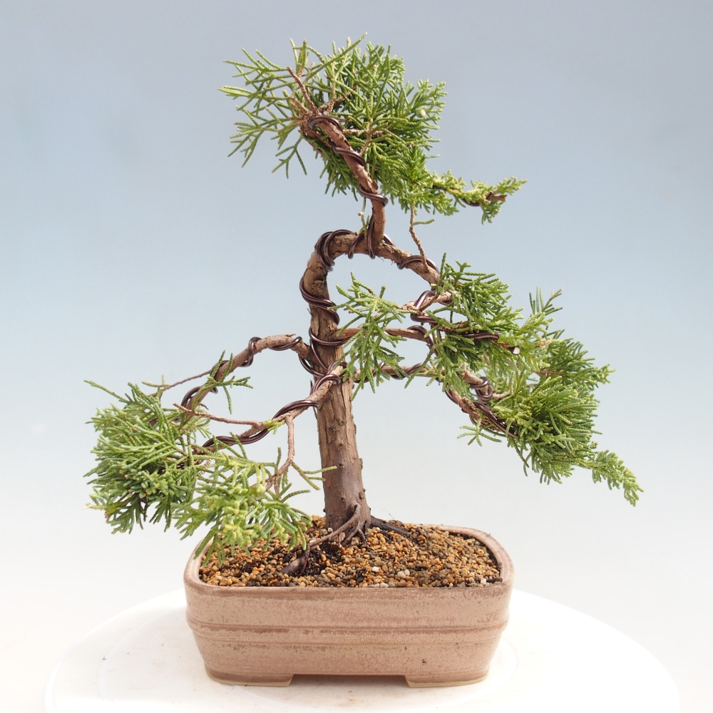 Kültéri bonsai - Juniperus chinensis Kishu