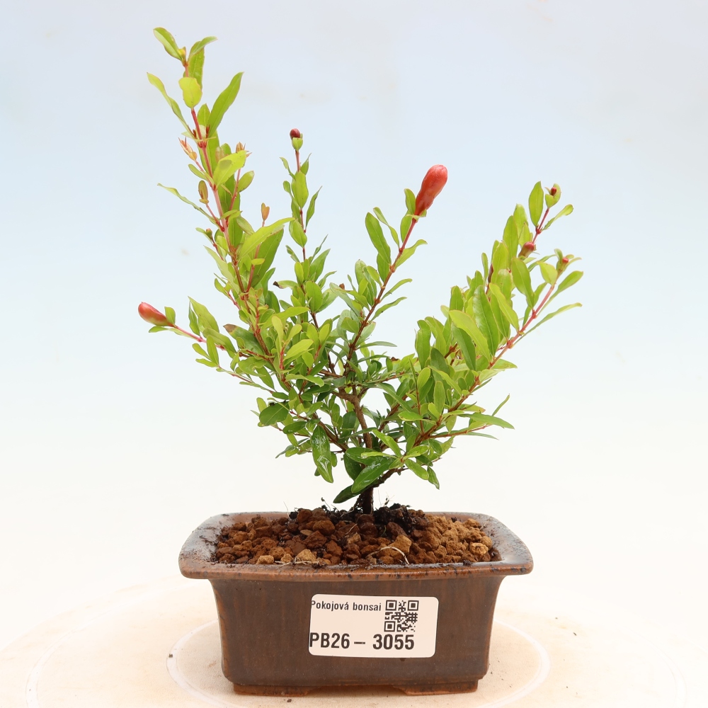 Szobai bonsai-PUNICA granatum nana-gránátalma