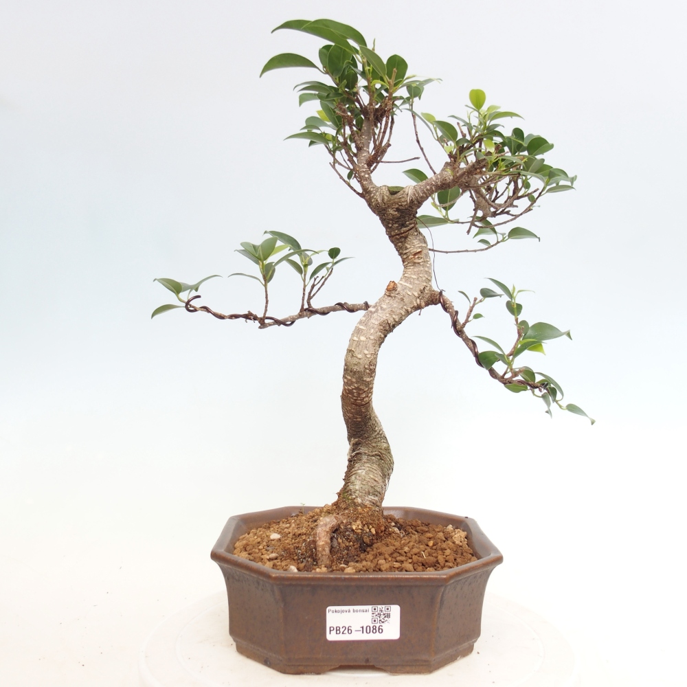 Szobai bonsai - Ficus retusa - kislevelű fikusz