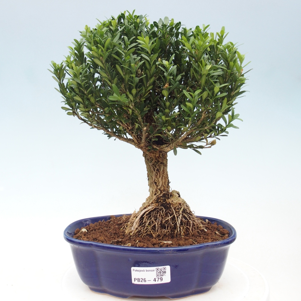 Szobai bonsai - Buxus harlandii - parafa buxus