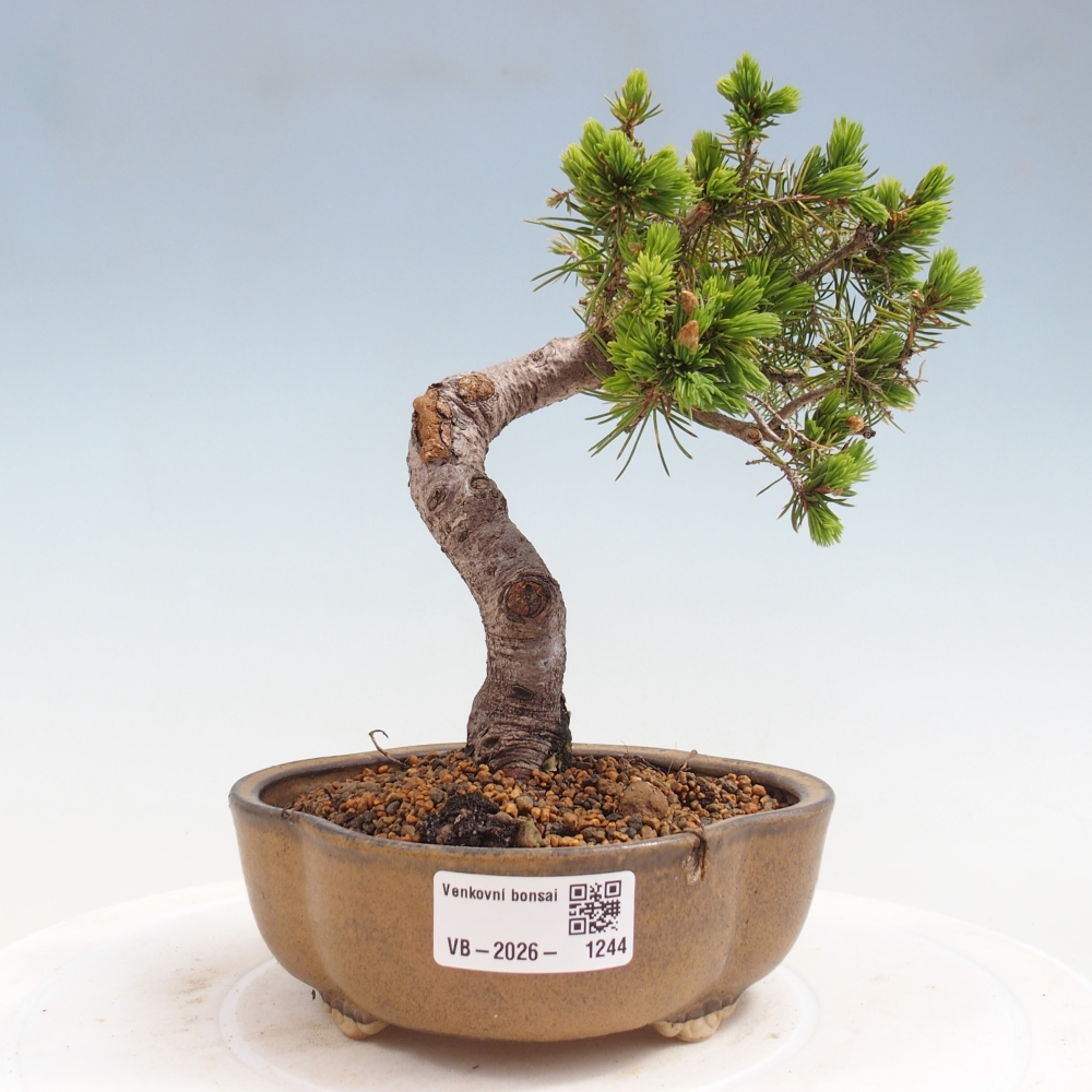Kültéri bonsai - lucfenyő - Picea glauca globe