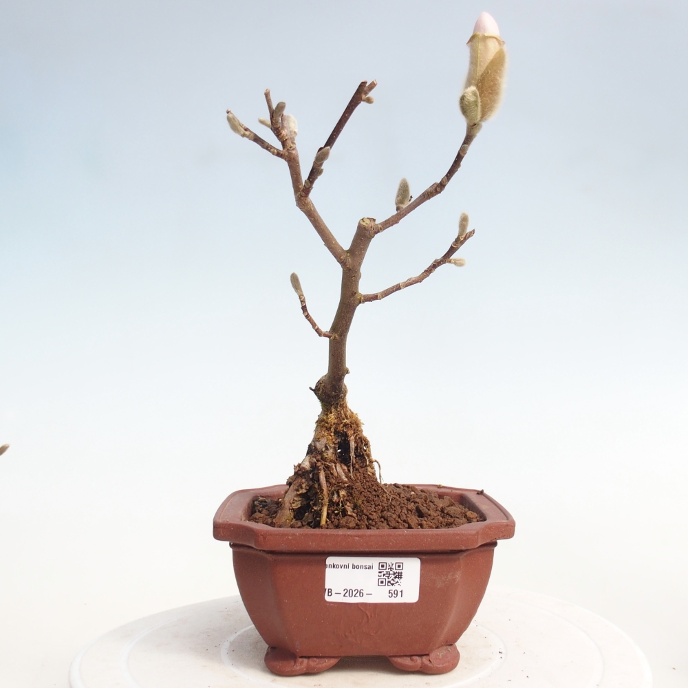 Kültéri bonsai - Magnolia stellata