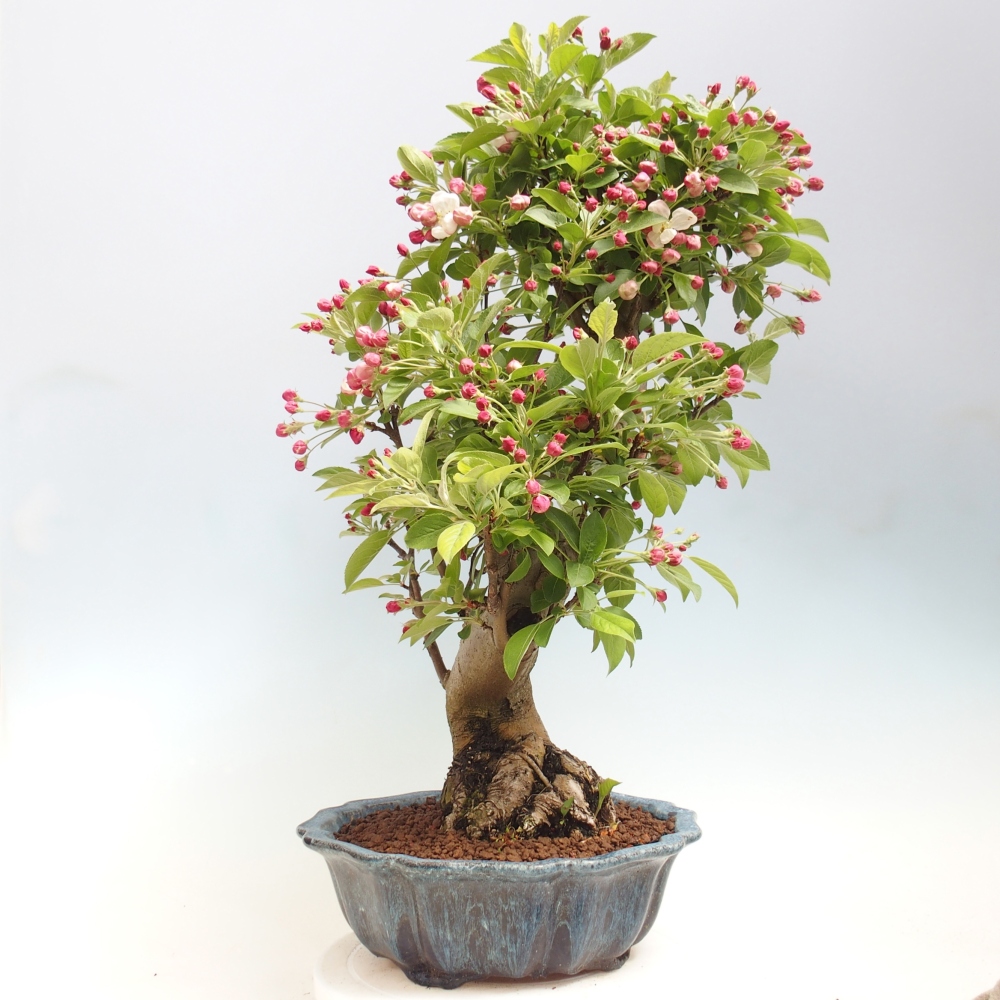 Kültéri bonsai -Malus halliana - Kis gyümölcsű almafa