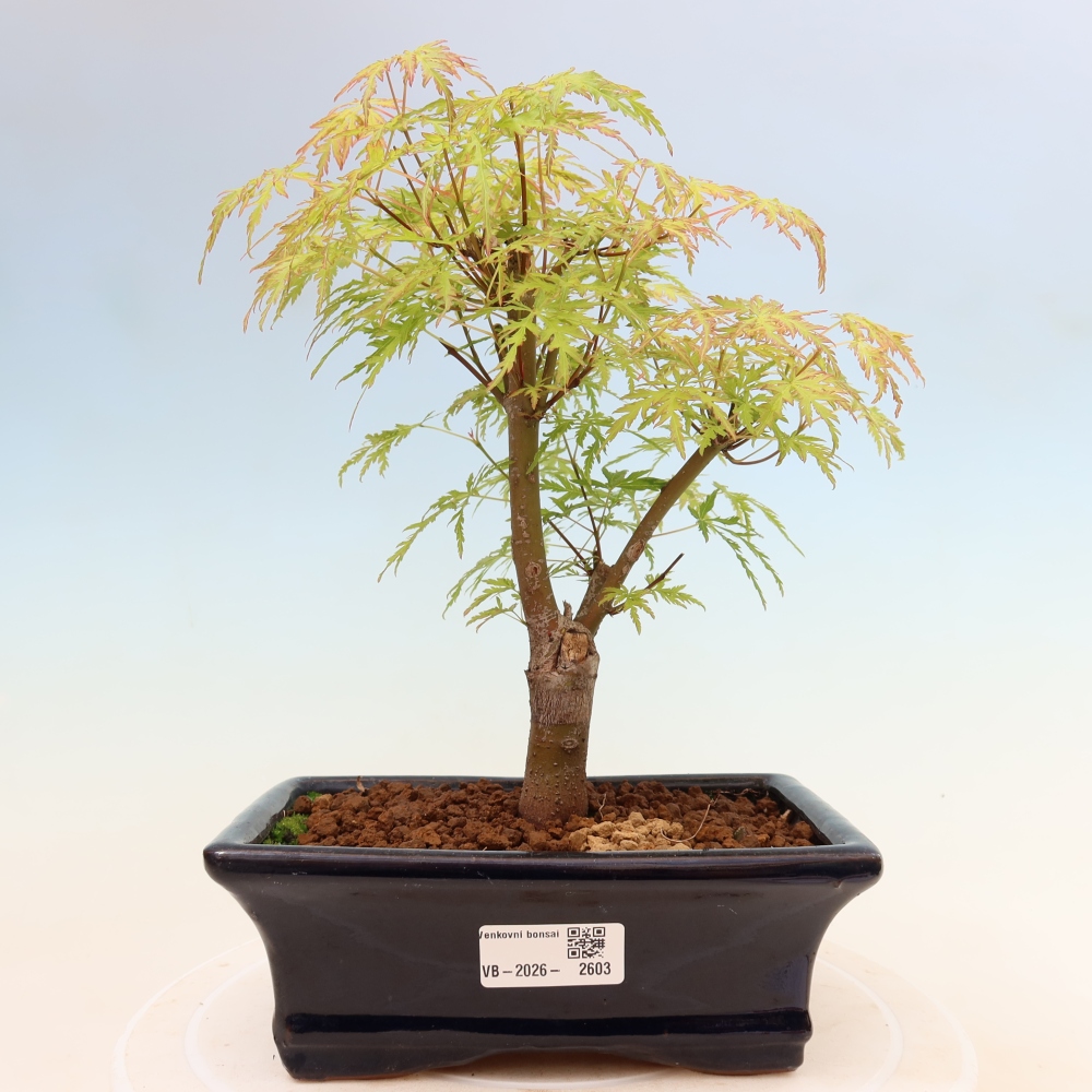 Kültéri bonsai - Acer palmatum Dissectum