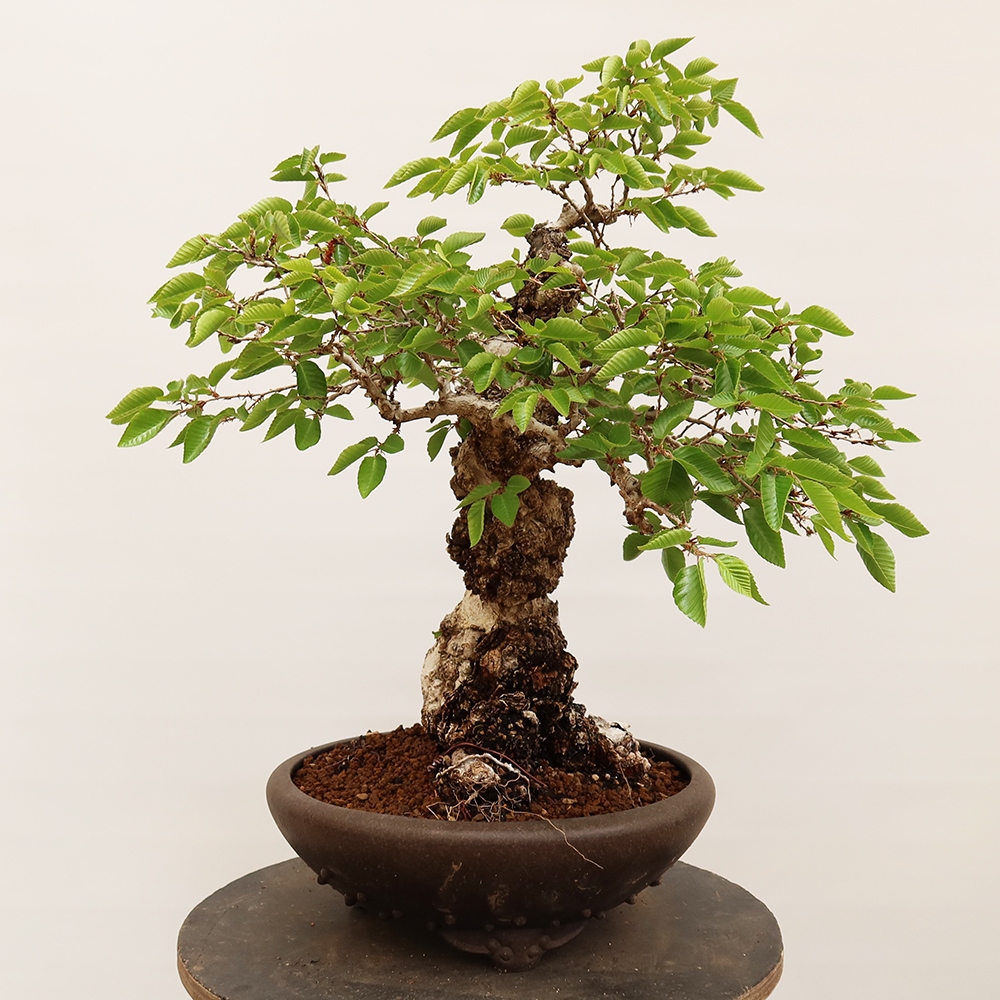 Kültéri bonsai -Carpinus Coreana - Koreai gyertyánfa