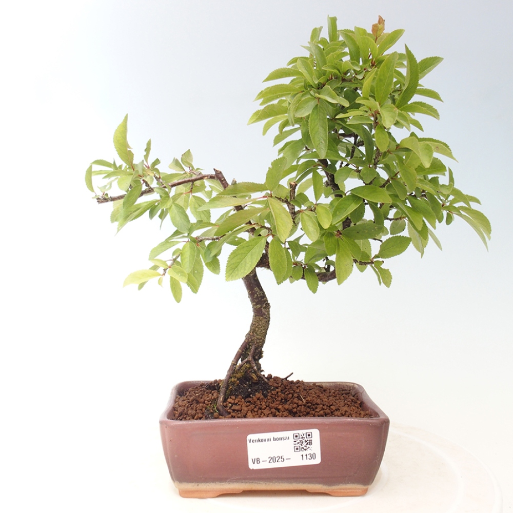 Kültéri bonsai - Prunus spinosa