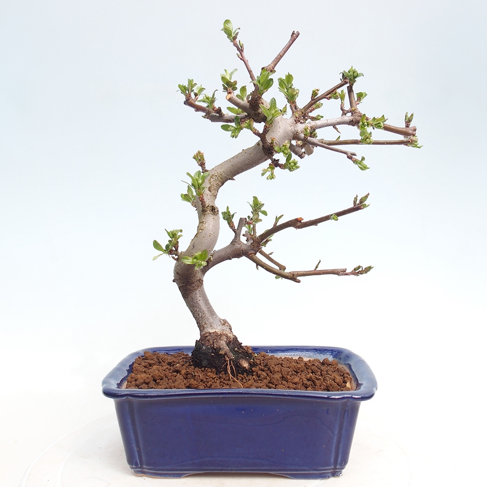 Kültéri bonsai - Malus sargentii - Kis gyümölcsű almafa