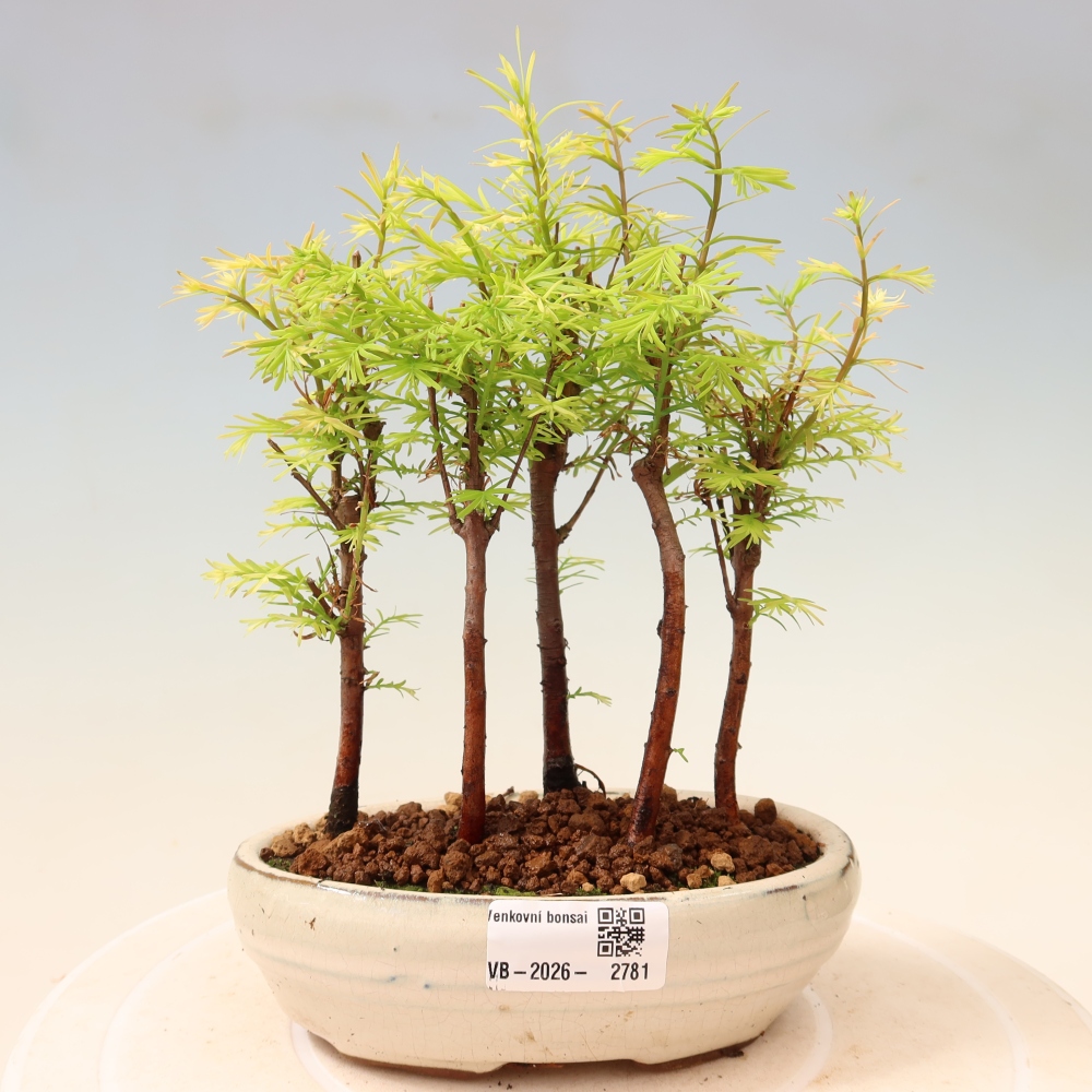 Kültéri bonsai – Metasequoia glyptostroboides – kínai metasequoia – kis erdő