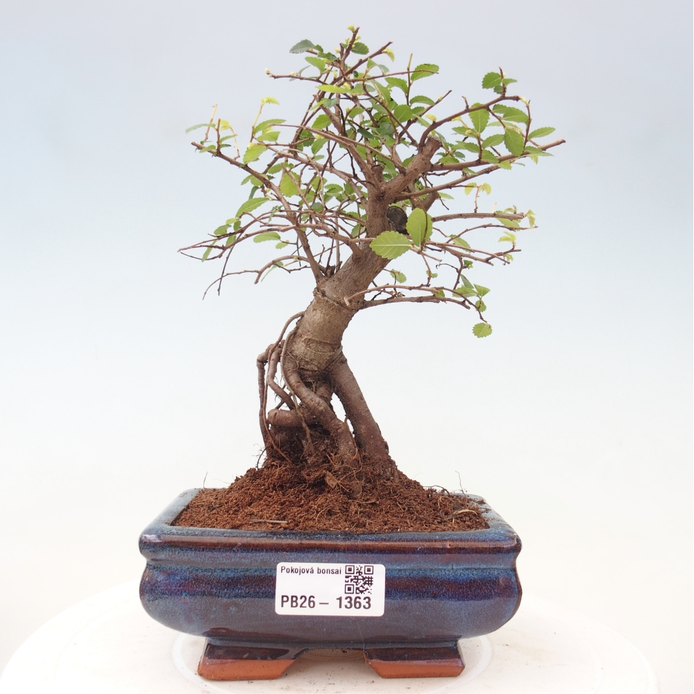 Szobai bonsai - Ulmus parvifolia - Kislevelű szilfa