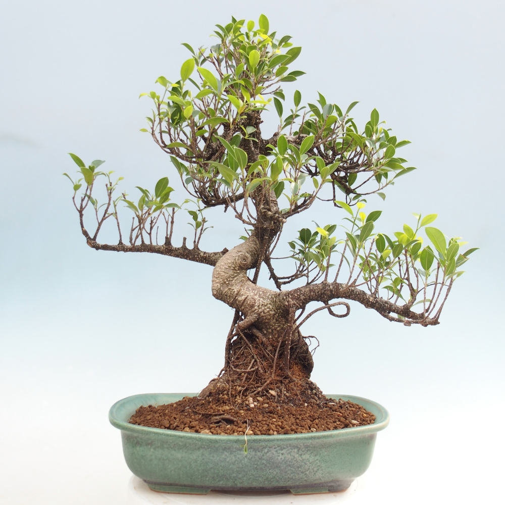 Szobai bonsai - Ficus kimmen - kislevelű fikusz