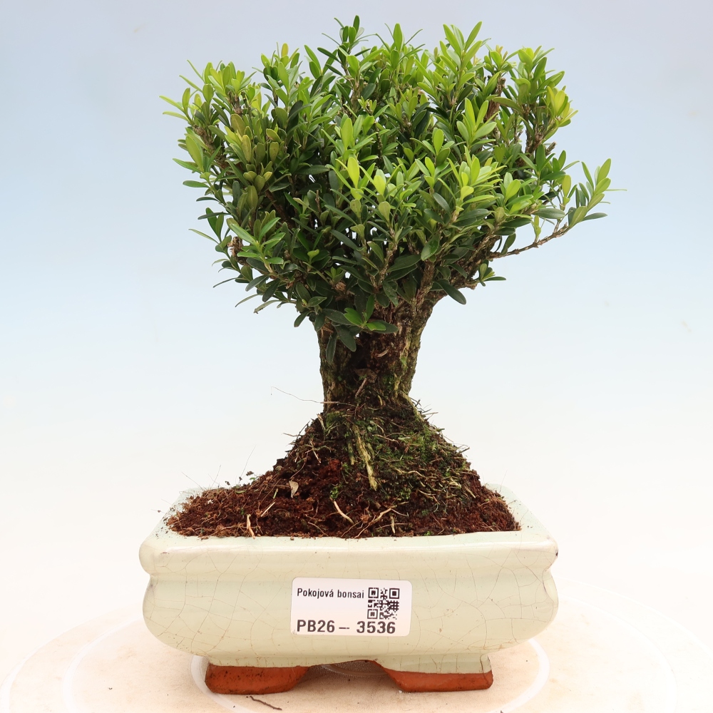 Szobai bonsai - Buxus harlandii - parafa buxus