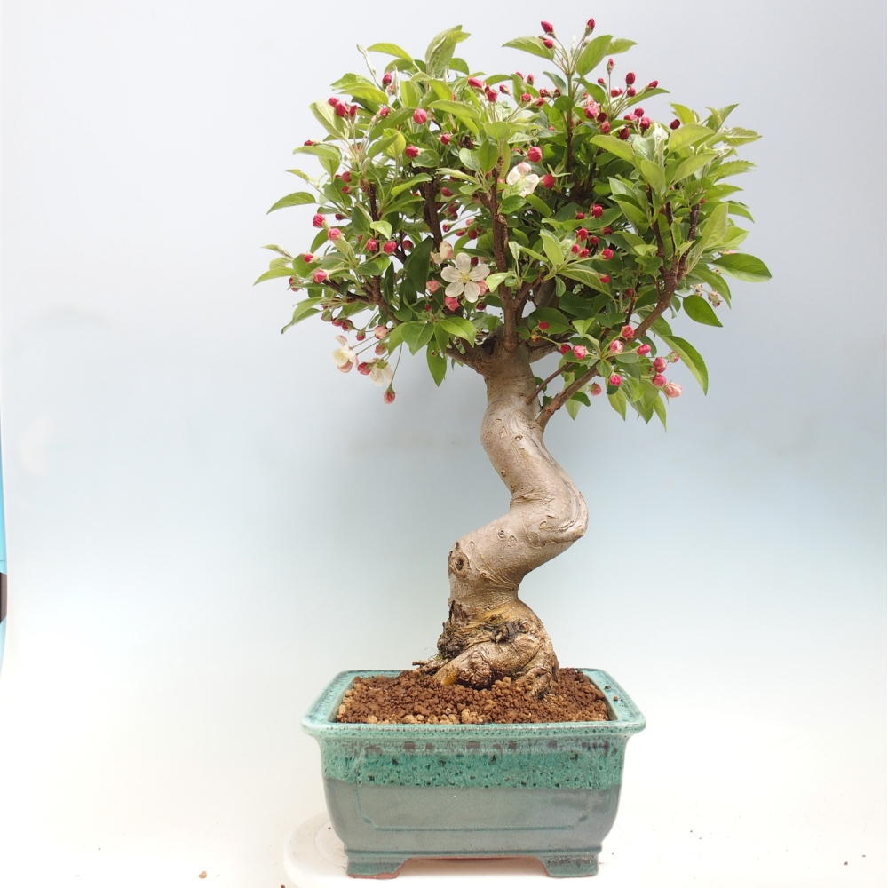 Kültéri bonsai -Malus halliana - Kis gyümölcsű almafa