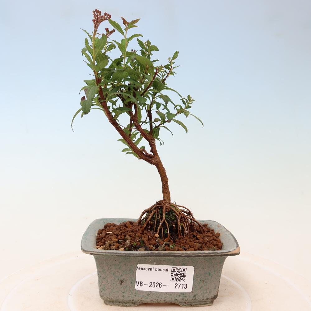 Kültéri bonsai – japán spirea – Spirea japonica Anthony Waterer