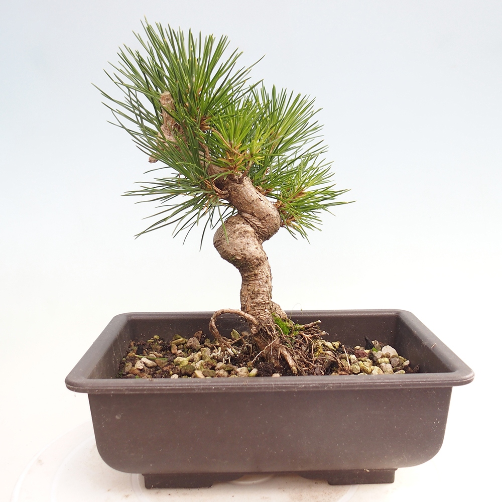 Kültéri bonsai - Pinus thunbergii - Thunberg fenyő