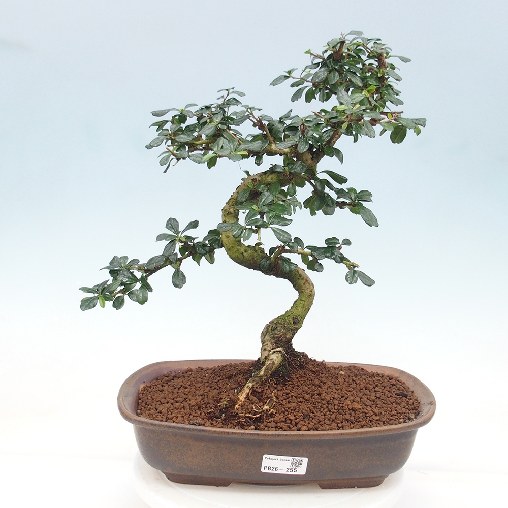 Szobai bonsai - Carmona macrophylla - Tea fuki