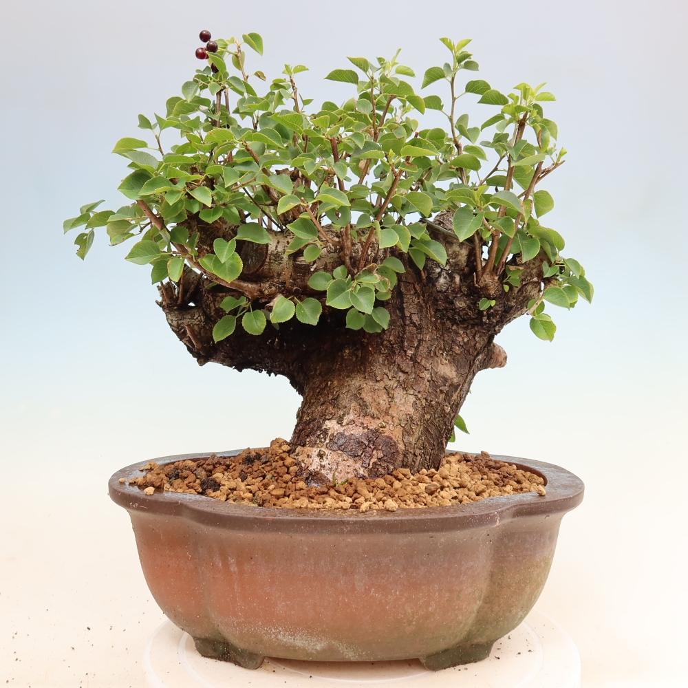 Kültéri bonsai - Mahalebka - Prunus mahaleb - Prunus mahaleb