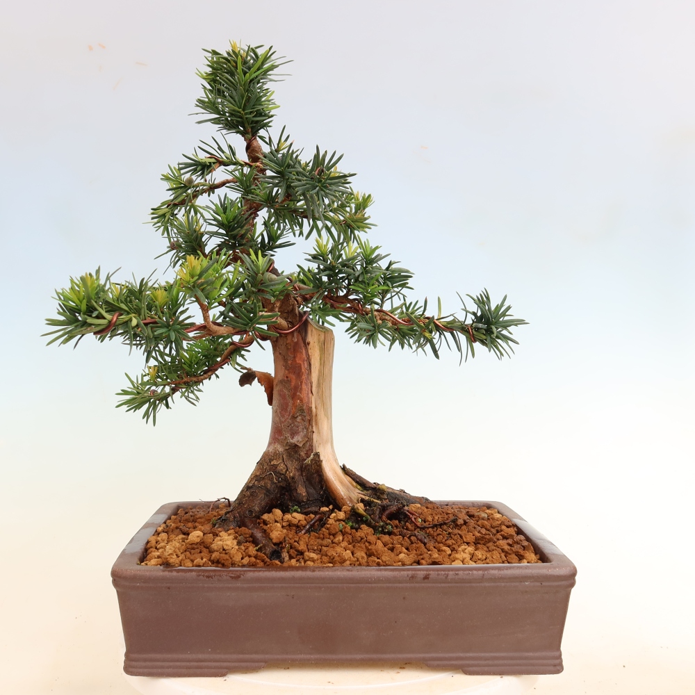 Kültéri bonsai - Taxus cuspidata - japán tiszafa