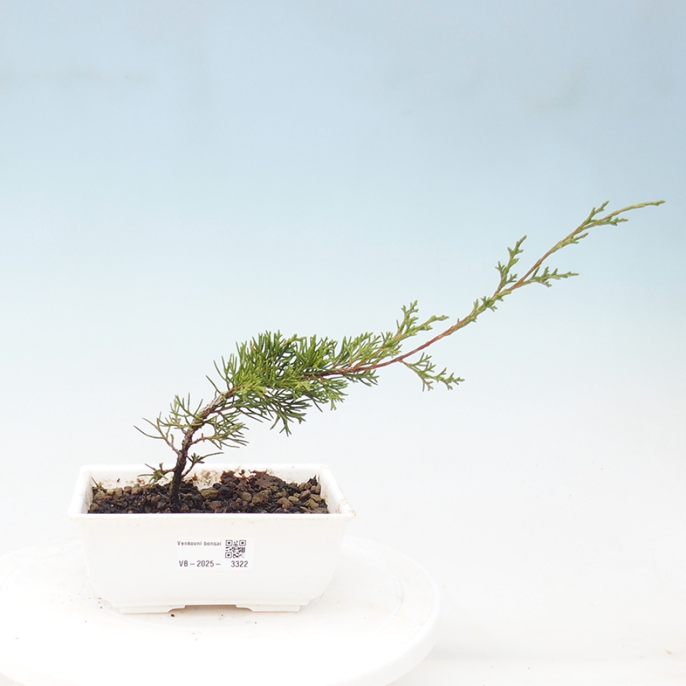 Kültéri bonsai - Juniperus chinensis Itoigawa