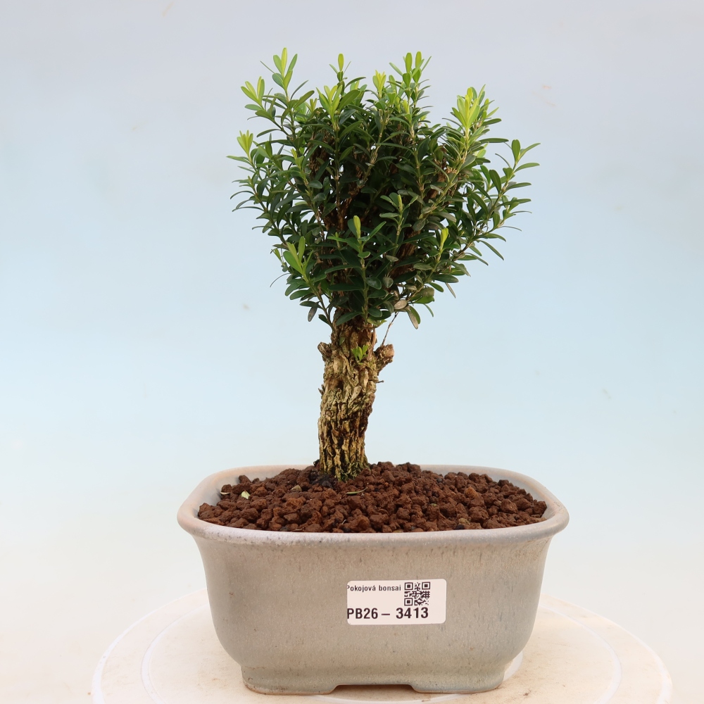 Szobai bonsai - Buxus harlandii - parafa buxus
