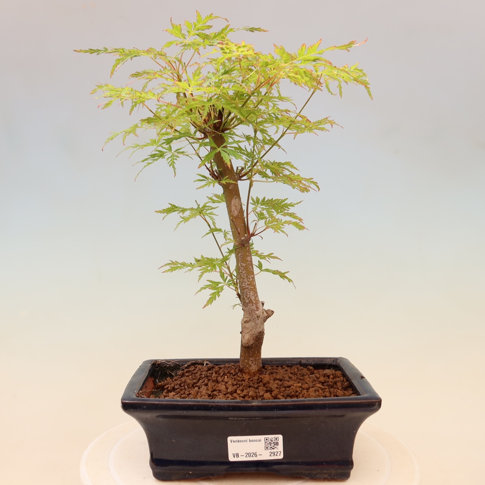 Kültéri bonsai - Acer palmatum Dissectum