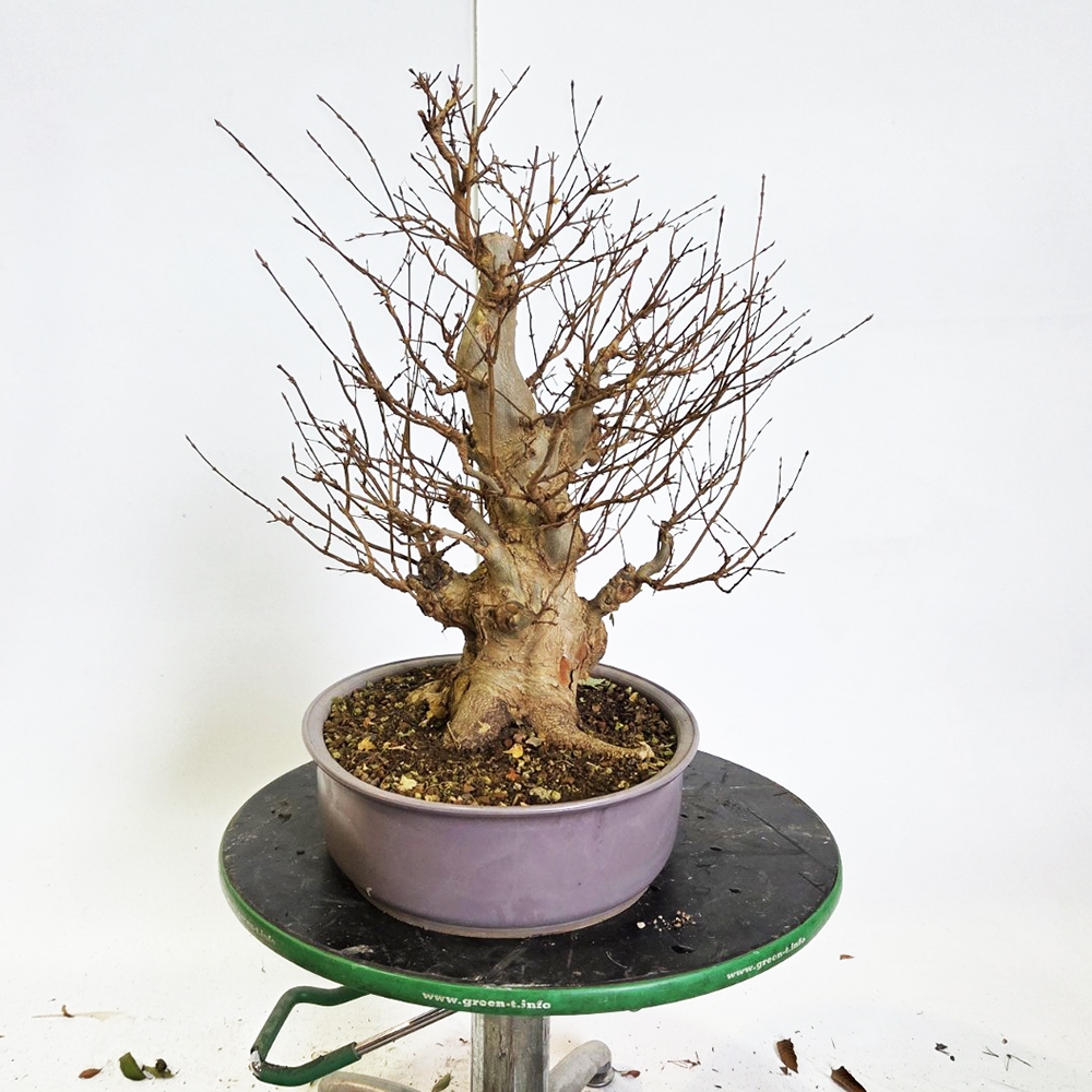 Kültéri bonsai juhar Burger - Acer Burgeriana