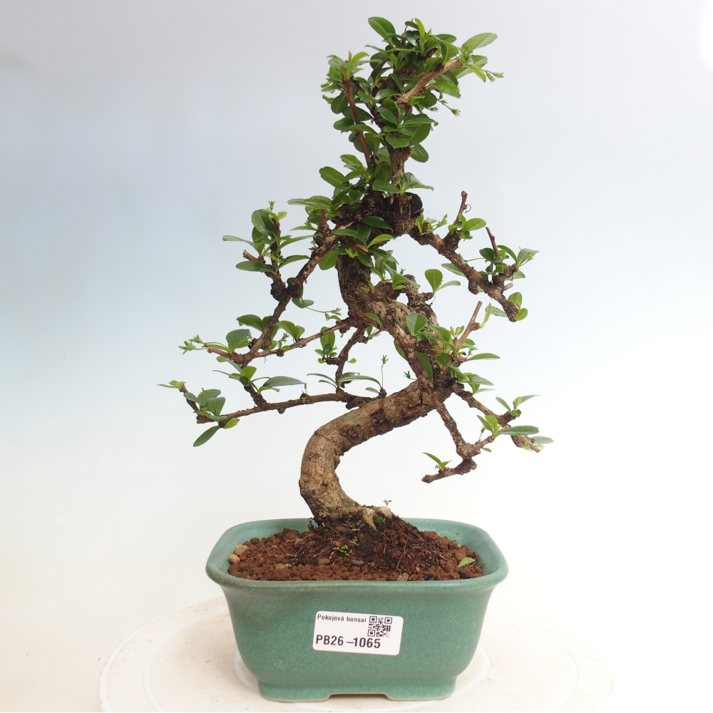 Szobai bonsai - Carmona macrophylla - Tea fuki