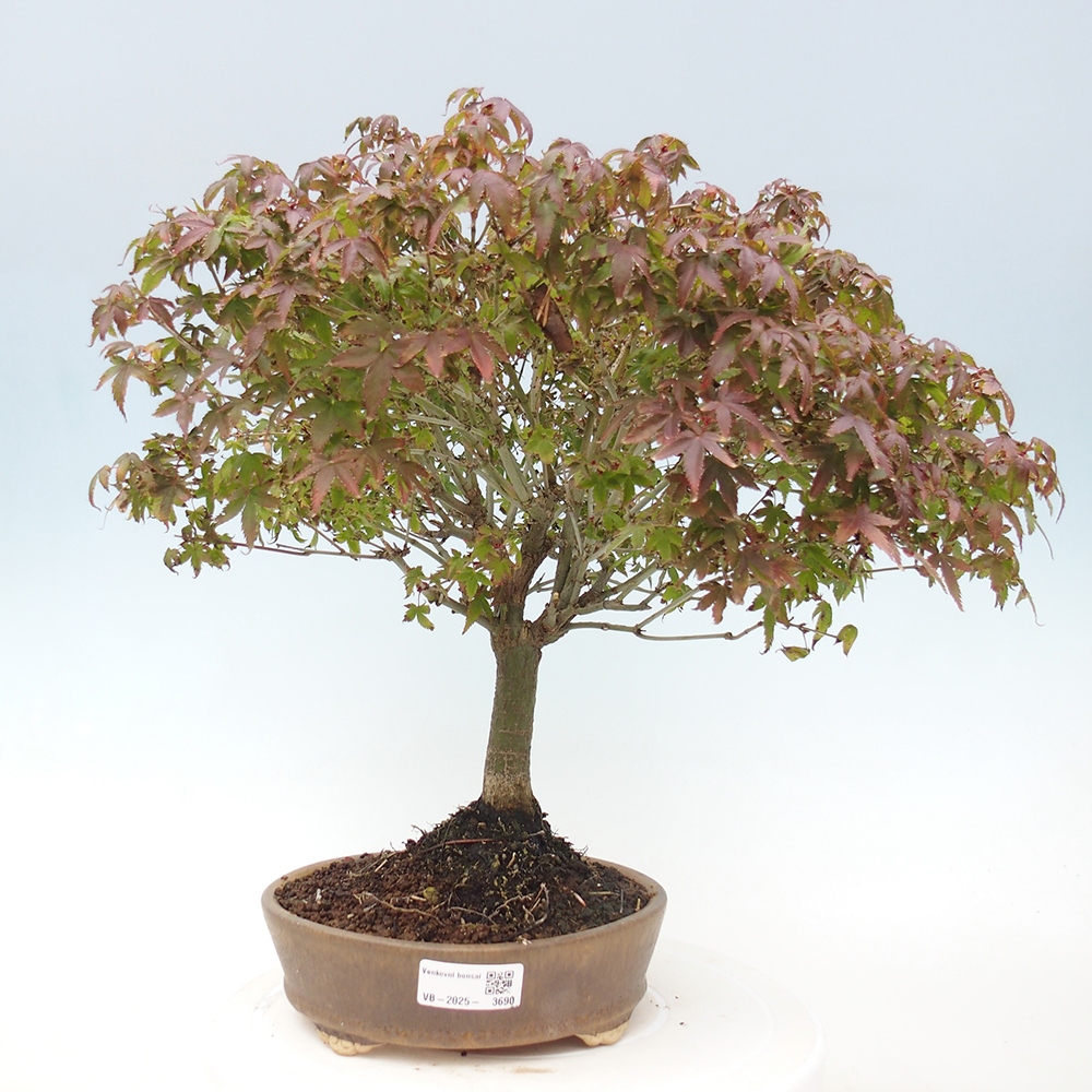 Acer palmatum KIOHIME - Pálma juhar