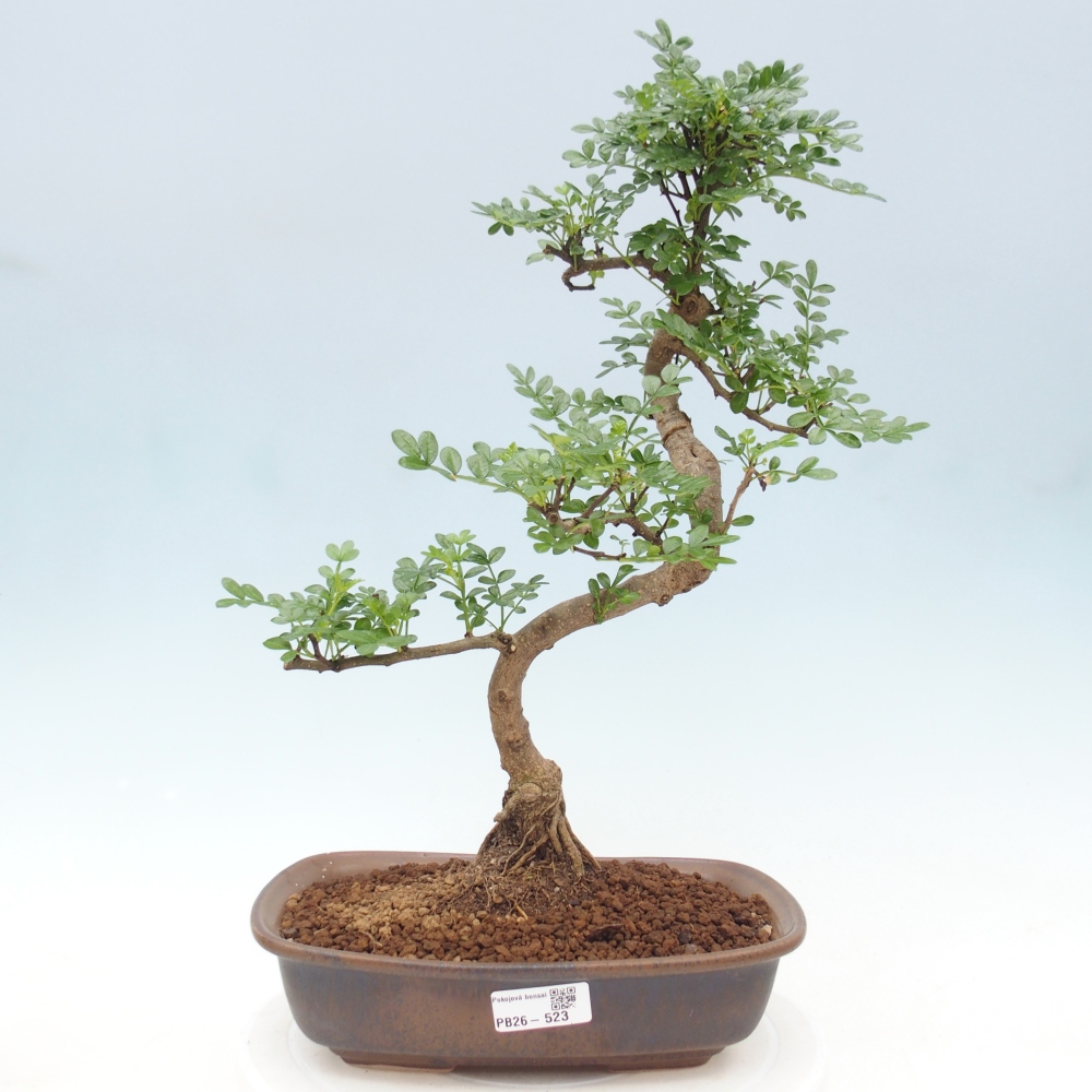Szobai bonsai - Zantoxylum piperitum - borsfa
