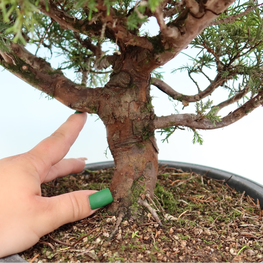 Kültéri bonsai - Juniperus chinensis Itoigawa-Juniperus chinensis