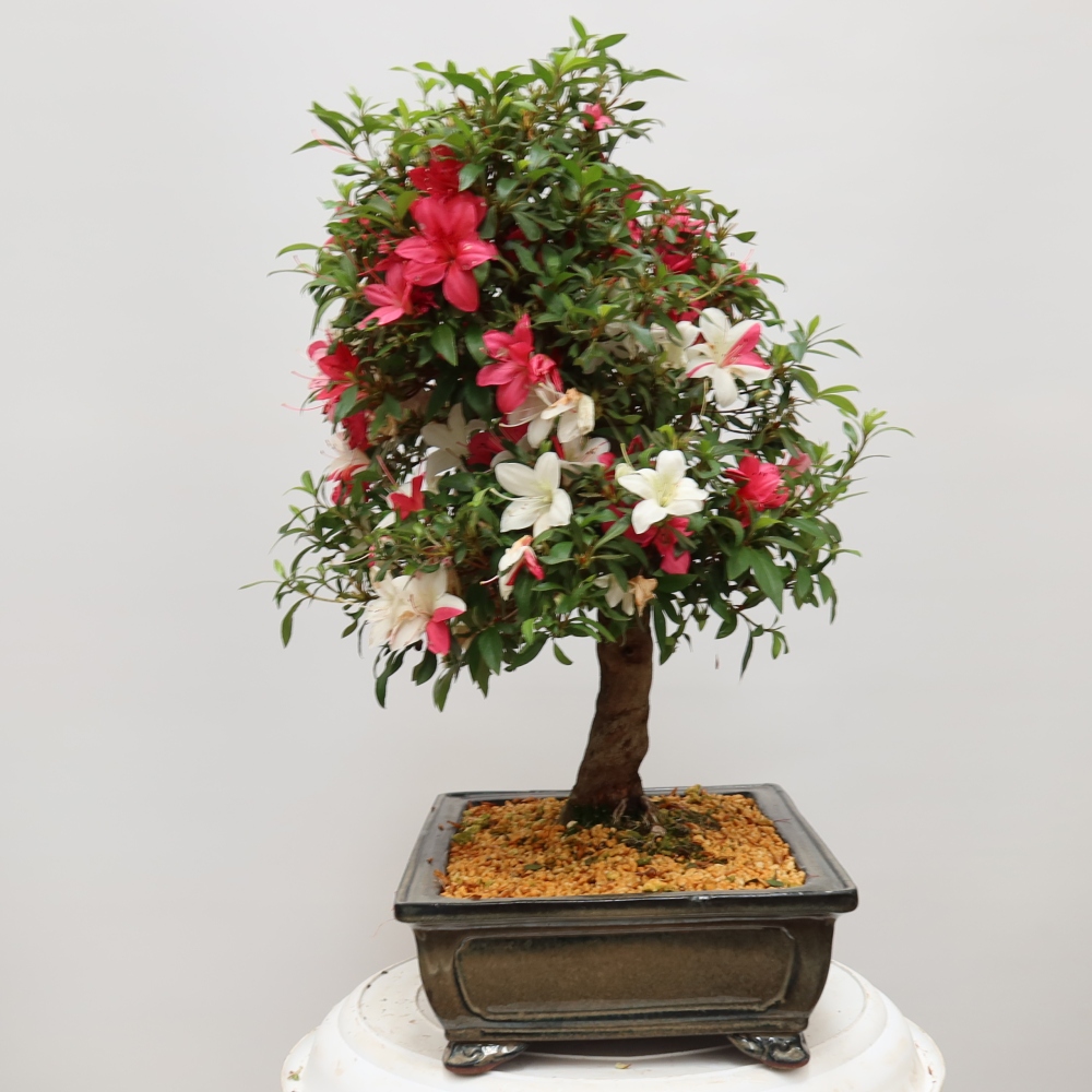 Kültéri bonsai - Japán azálea - Azalea satsuki