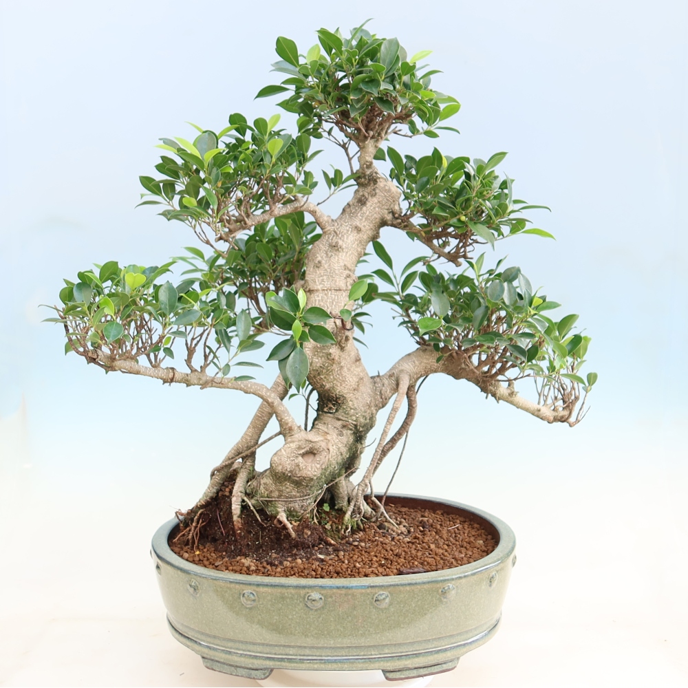 Szobai bonsai - Ficus kimmen - kislevelű fikusz