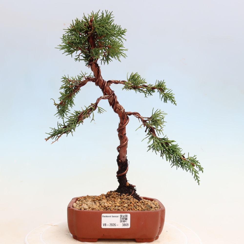 Kültéri bonsai - Juniperus chinensis Kishu
