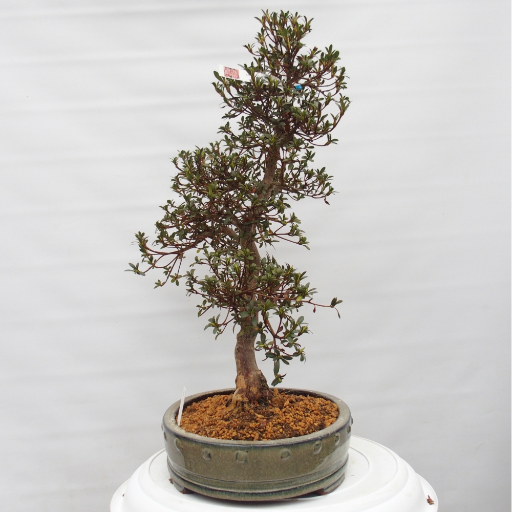 Kültéri bonsai - Japán azálea - Azalea Akari