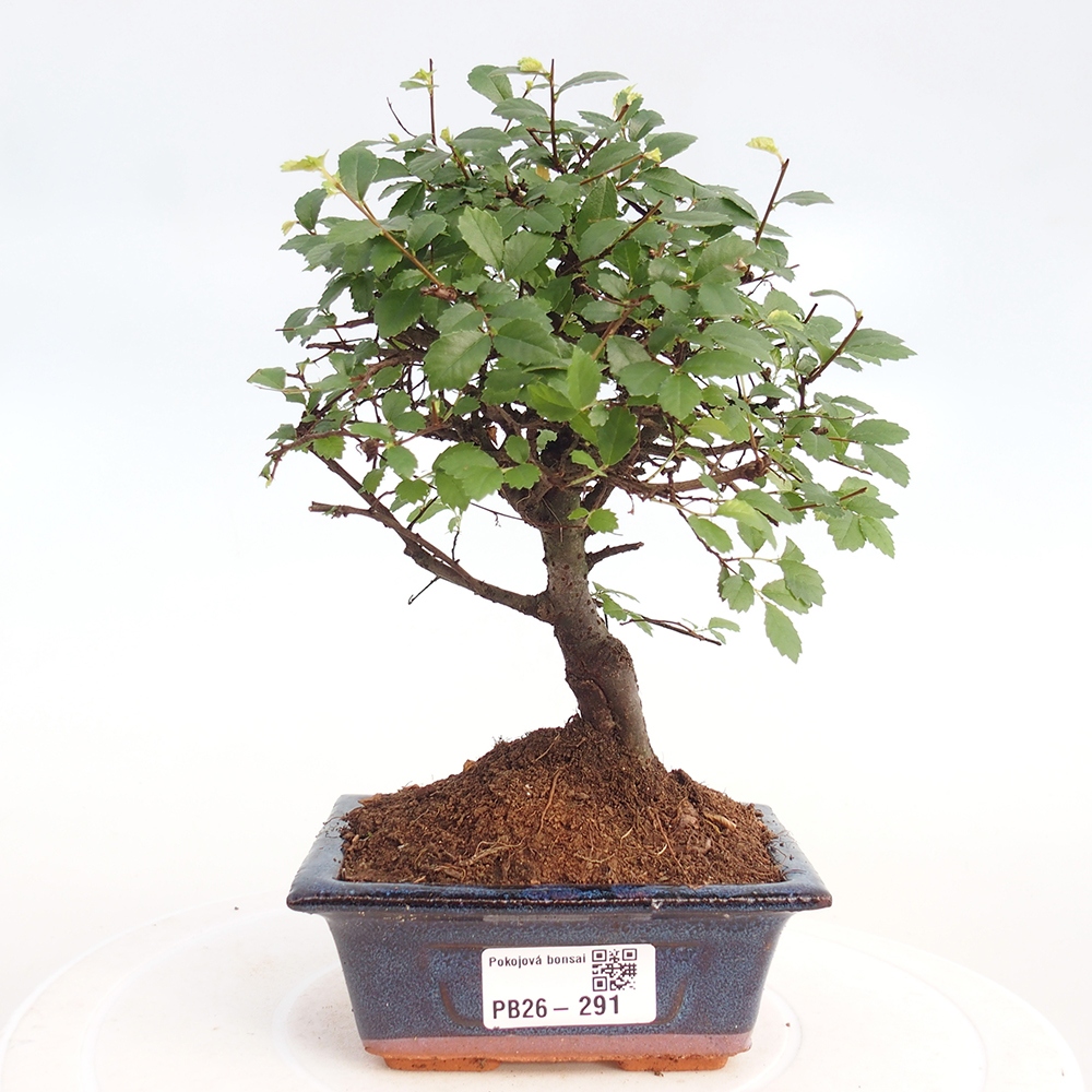 Szobai bonsai - Ulmus parvifolia - Kislevelű szilfa