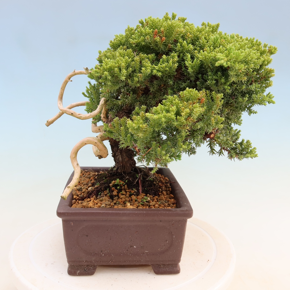 Kültéri bonsai - Juniperus procumbens - Juniperus procumbens