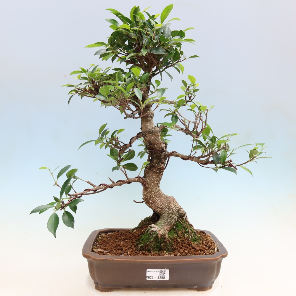 Szobai bonsai - Ficus kimmen - kislevelű fikusz